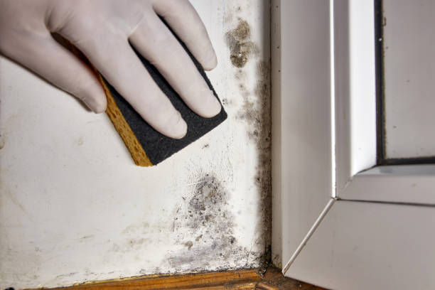 Best Black Mold Removal  in Platteville, WI